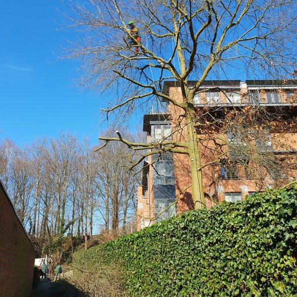 Abattage et élagage - La Serre Outil