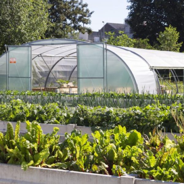 APRE Services s'occupe de votre jardin, potager et plantes horticoles