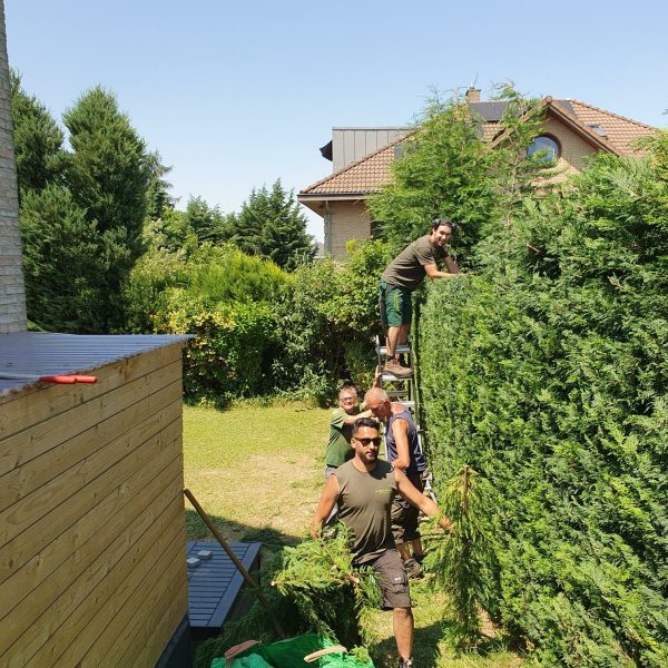 Taille des haies - La Serre Outil